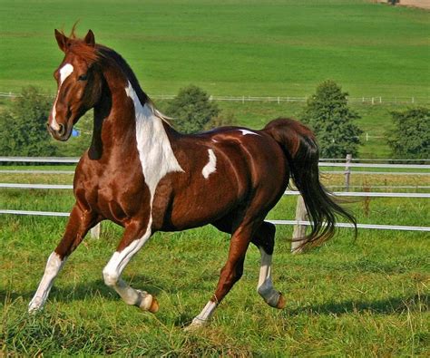 caballos bonitos del mundo.